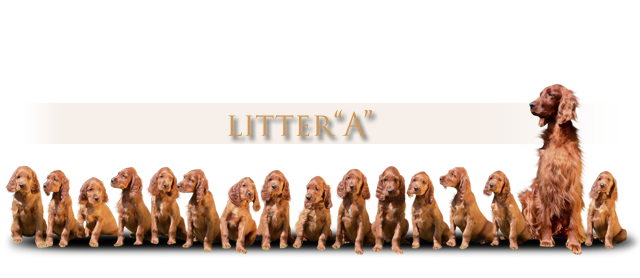 irish red setter litter A Daisy Rain