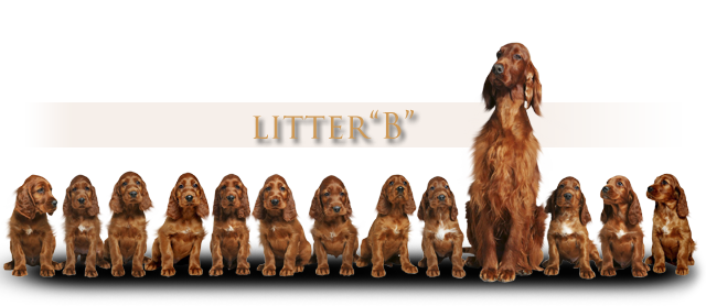 irish red setter litter B Daisy Rain