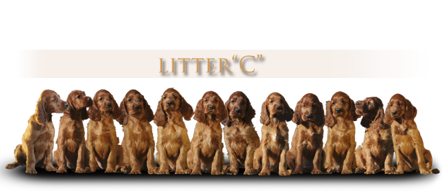 irish red setter litter C Daisy Rain