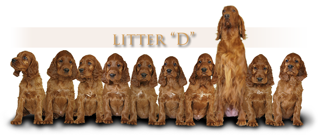 irish red setter litter D Daisy Rain