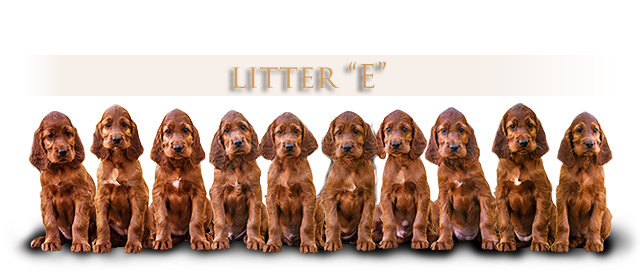 irish red setter litter E Daisy Rain