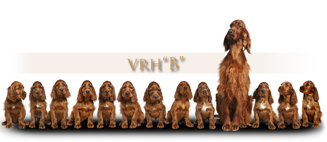 irsk setr vrh B Daisy Rain