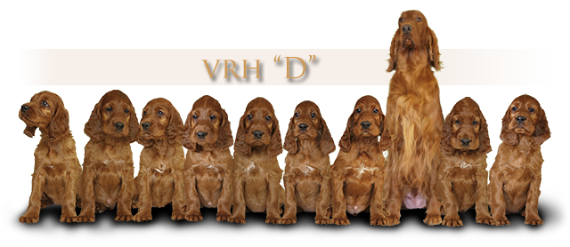 irsk setr vrh D Daisy Rain