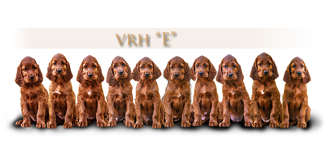 irsk setr vrh E Daisy Rain