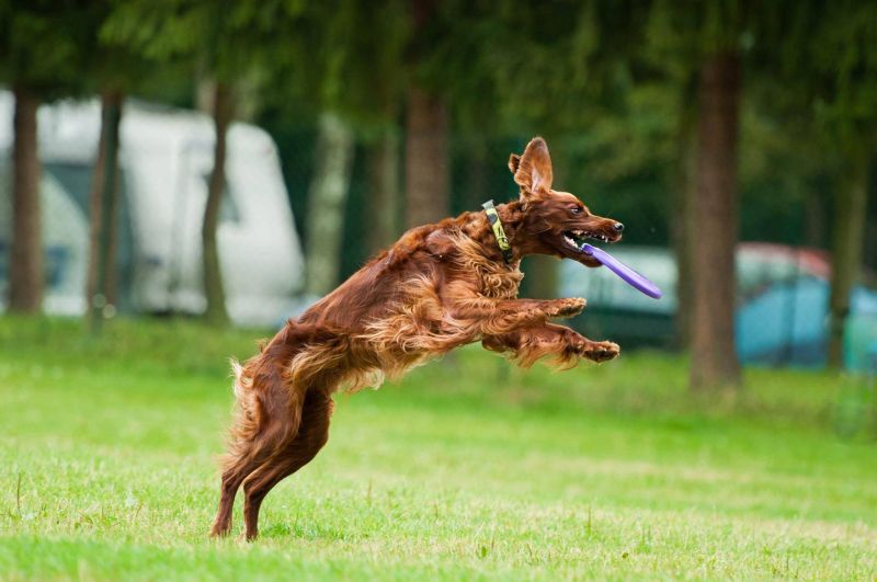 irish red setter