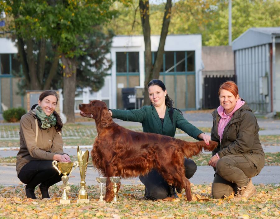 irish red setter