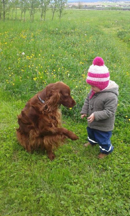 irish red setter