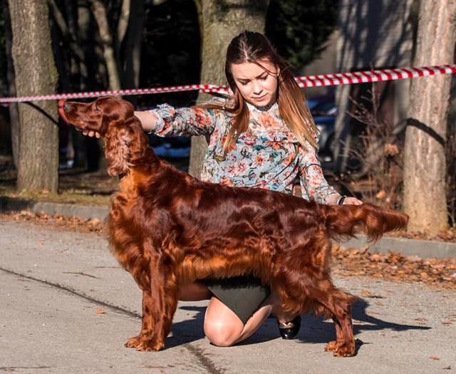 irish red setter