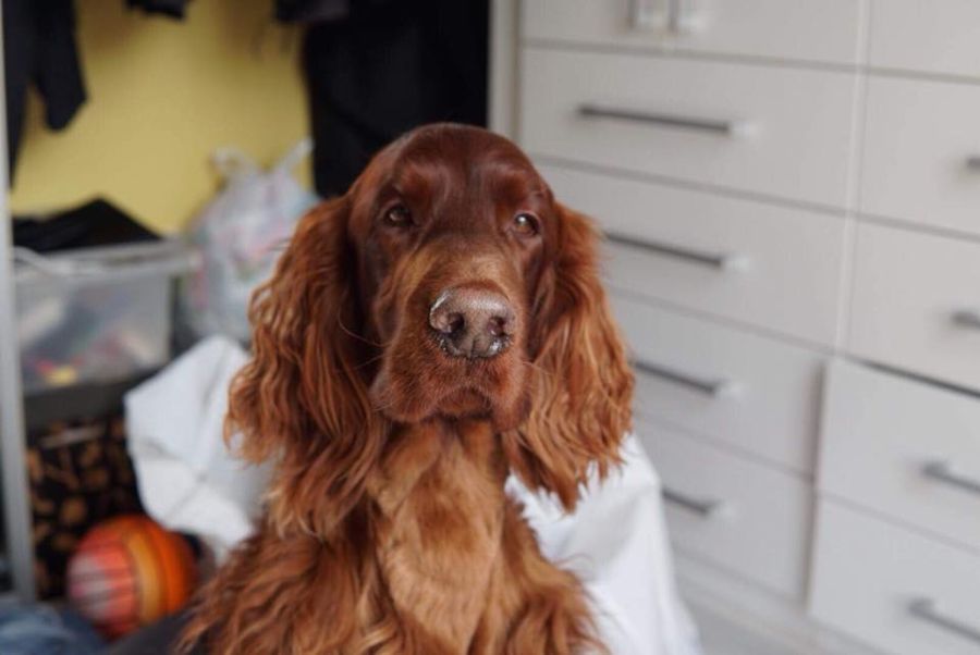 irish red setter