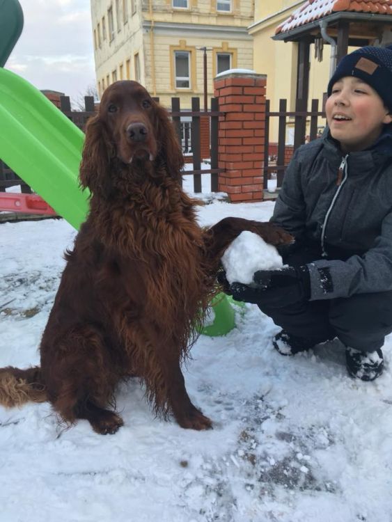 irish red setter