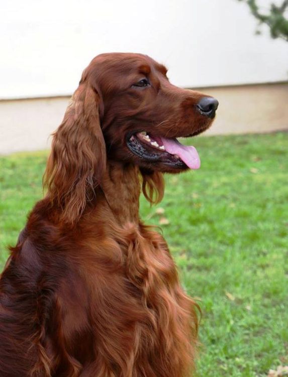 irish red setter