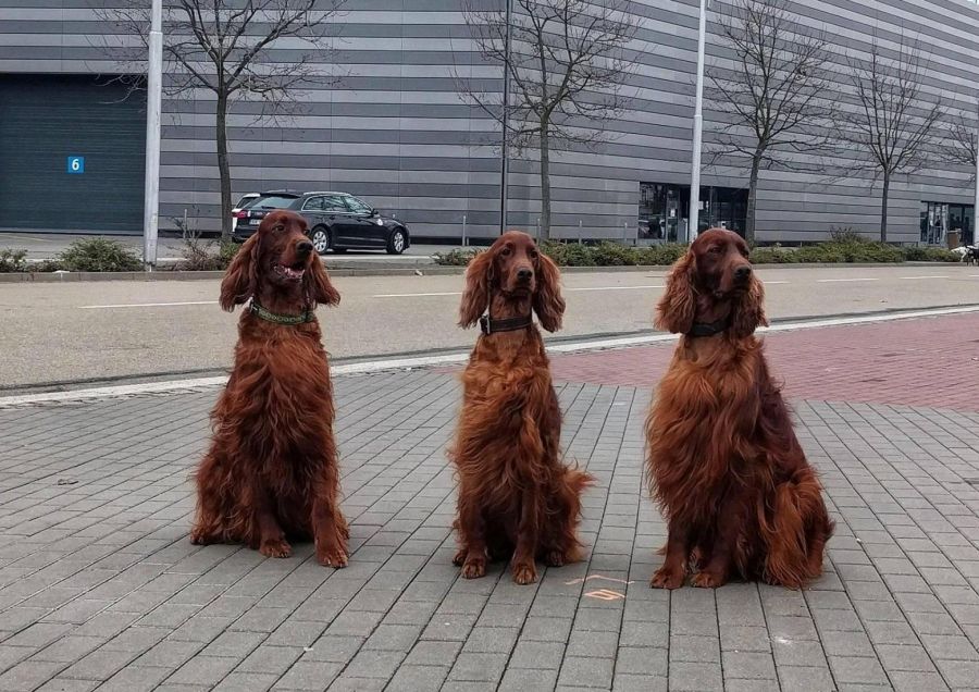 irish red setter