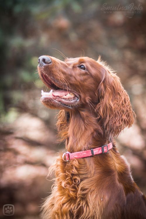 irish red setter