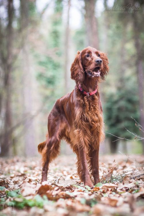 irish red setter