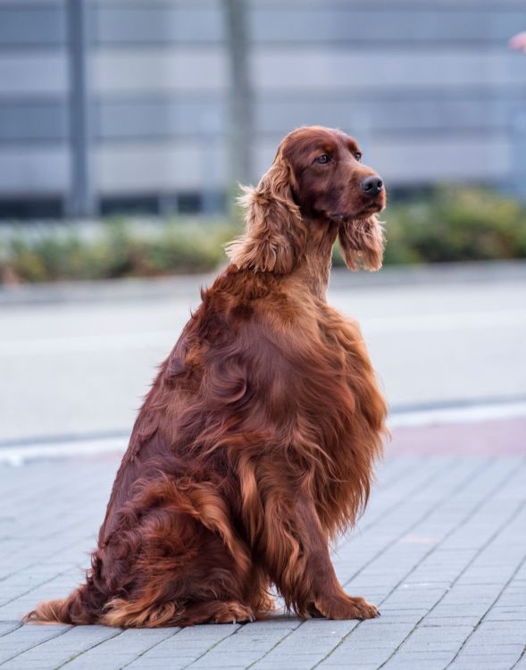 irish red setter