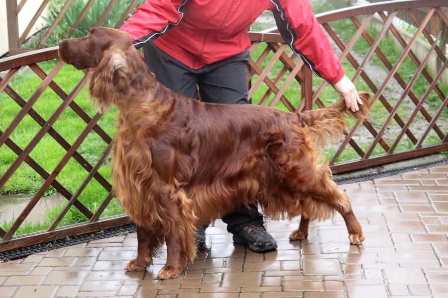 irish red setter