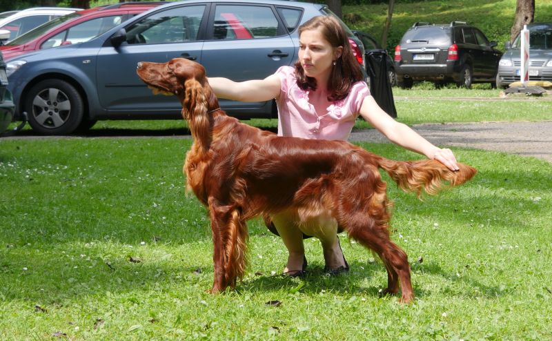 irish red setter