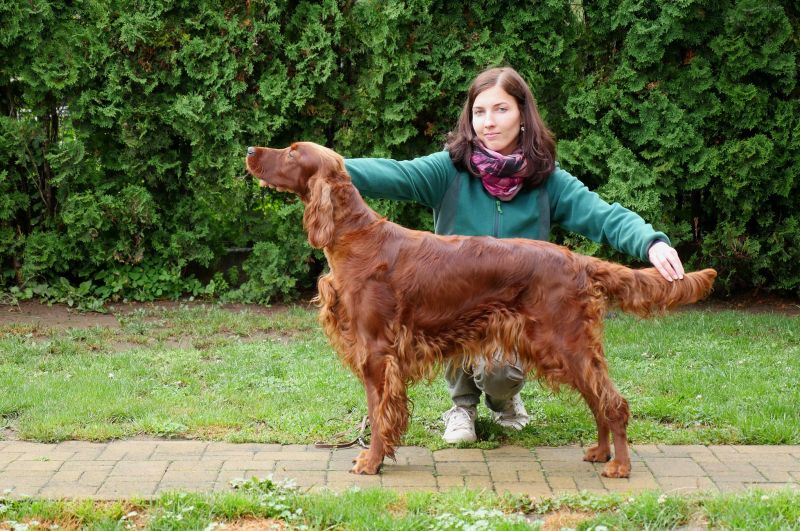 irish red setter