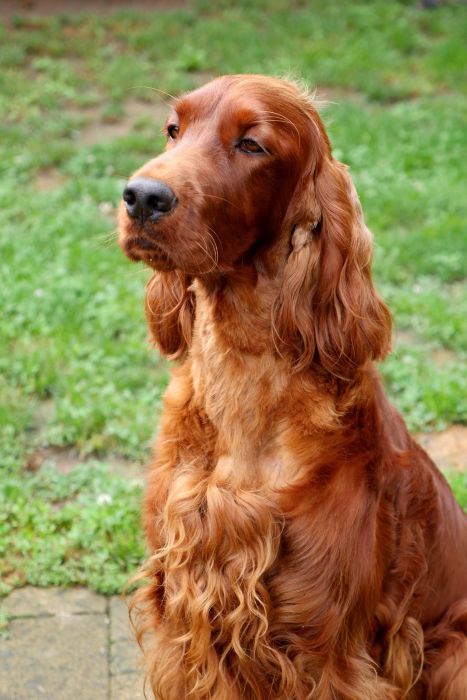 irish red setter