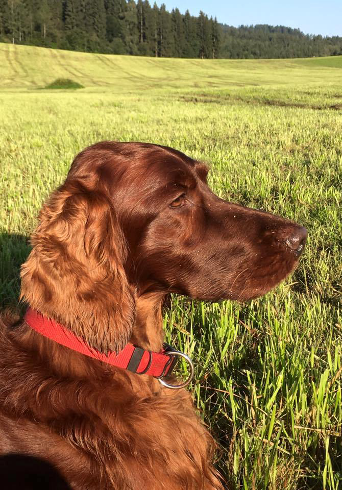 irish red setter