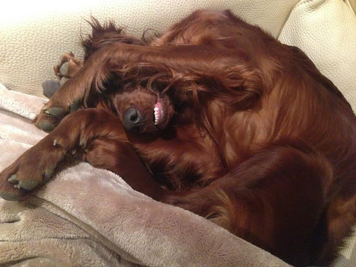 irish red setter