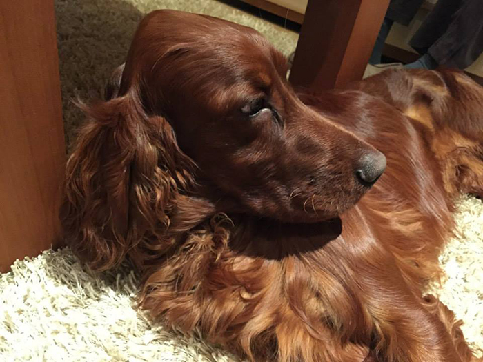 irish red setter