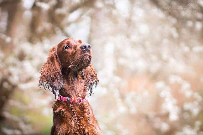 irish red setter