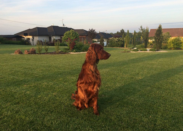 irish red setter