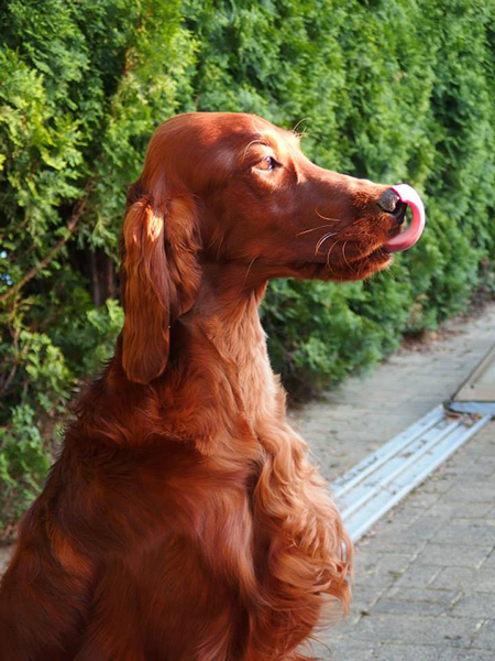 irish red setter