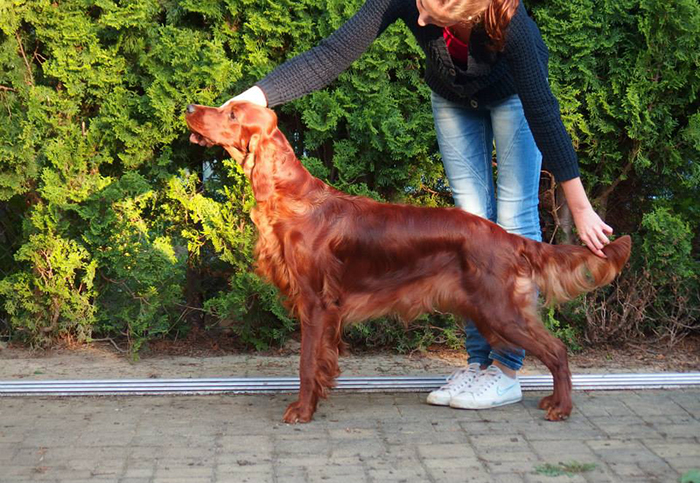 irish red setter