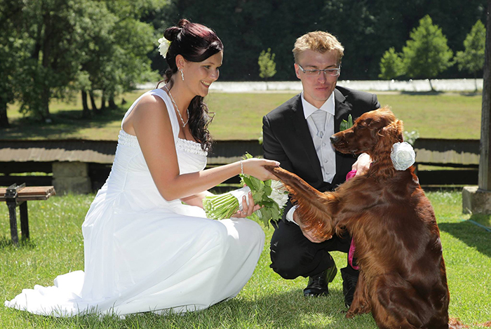 irish red setter