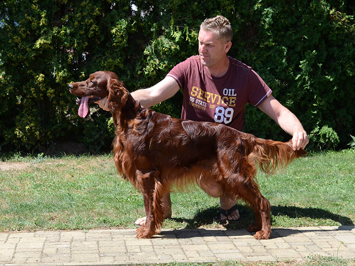 irish red setter