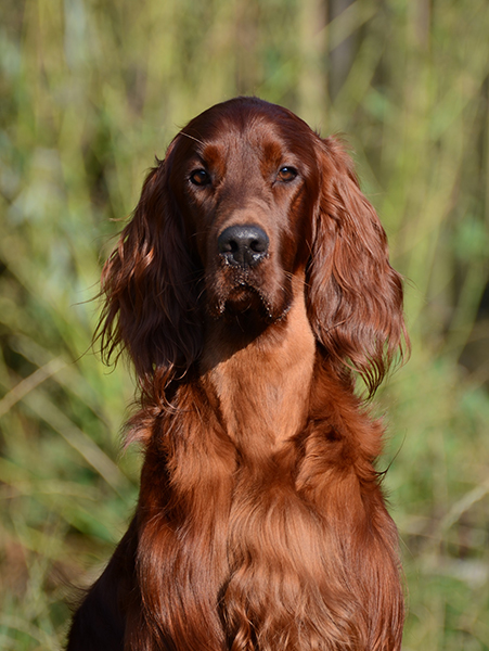 irish red setter