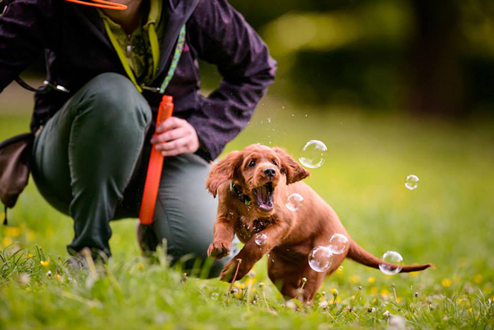 irish red setter