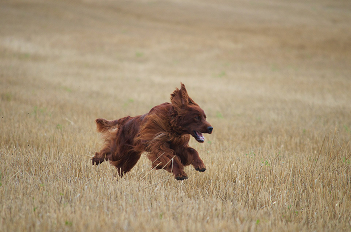 irish red setter