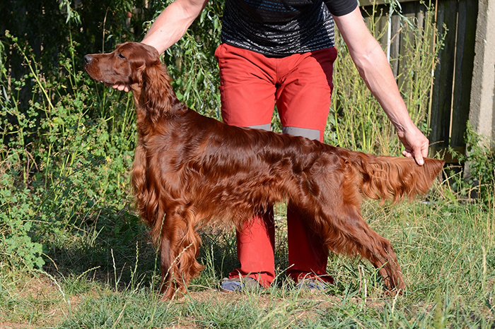 irish red setter