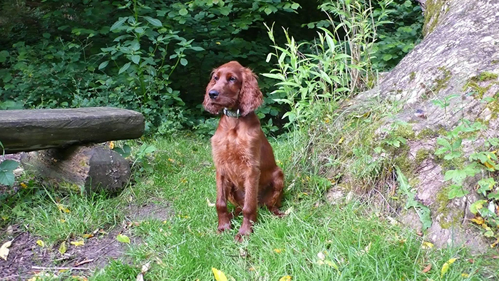 irish red setter