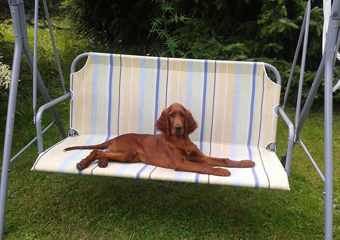 irish red setter