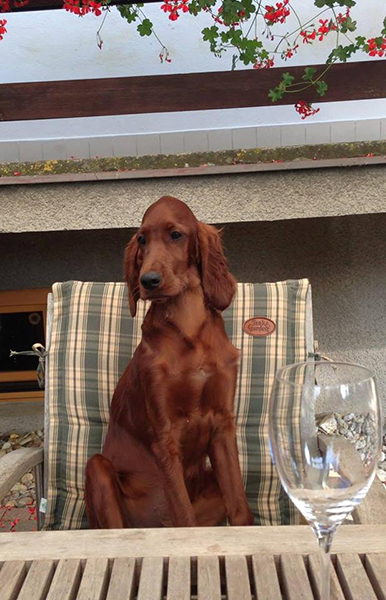 irish red setter