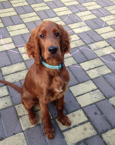 irish red setter