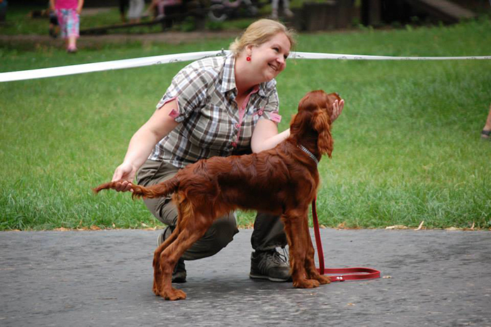 irish red setter