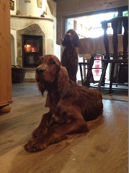 irish red setter