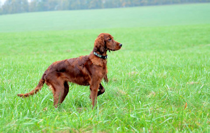 irish red setter