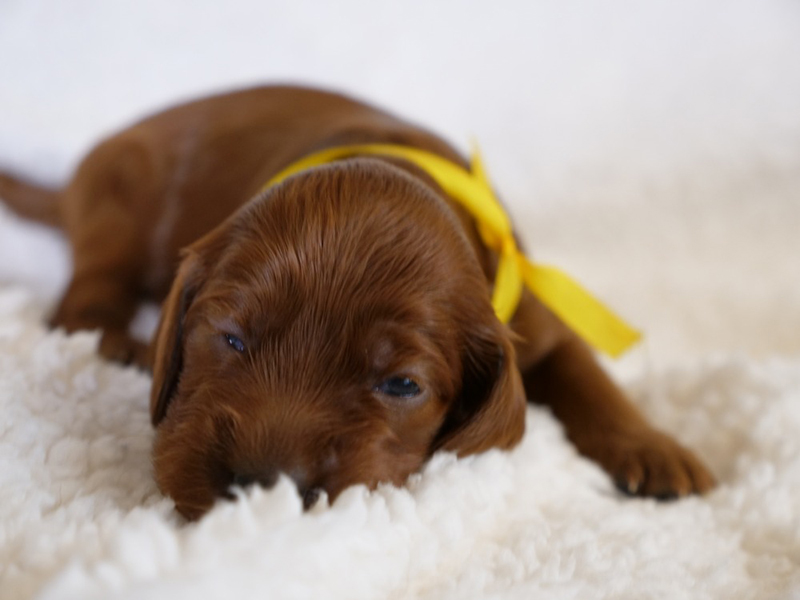 irish red setter