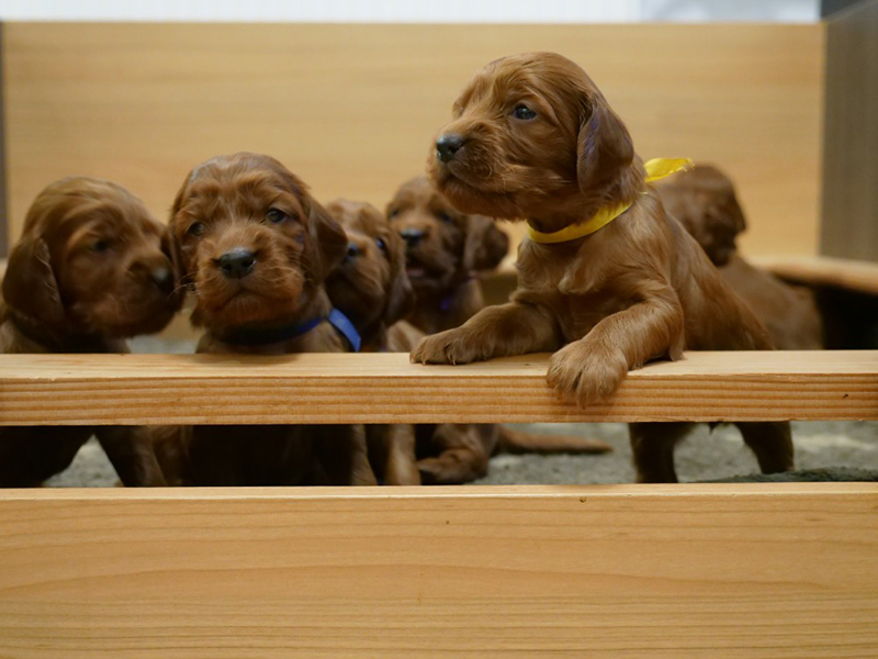irish red setter