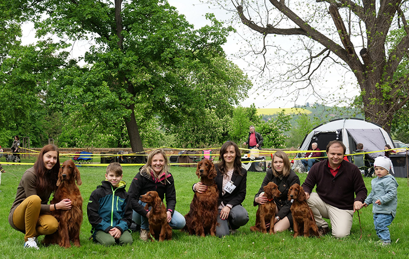 irish red setter