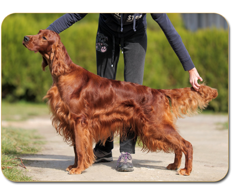 Damien Daisy Rain Irish Red Setter