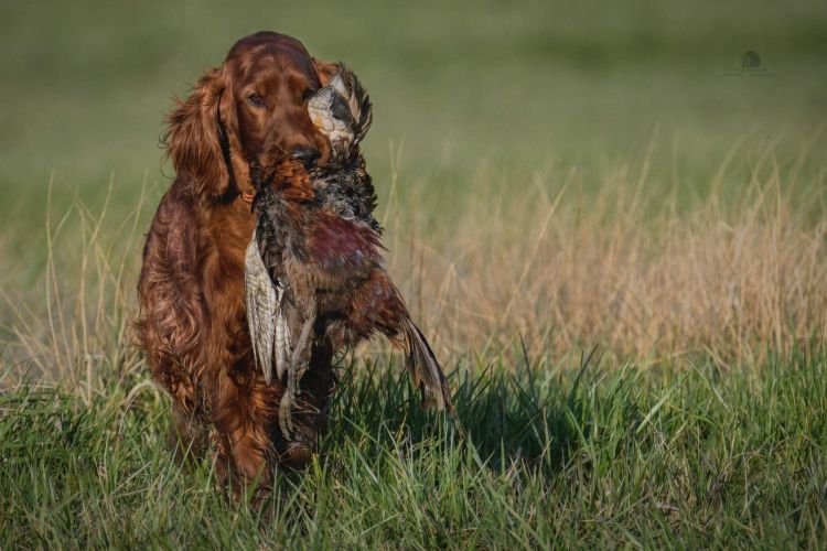 Damien DAISY RAIN Irish Red Setter