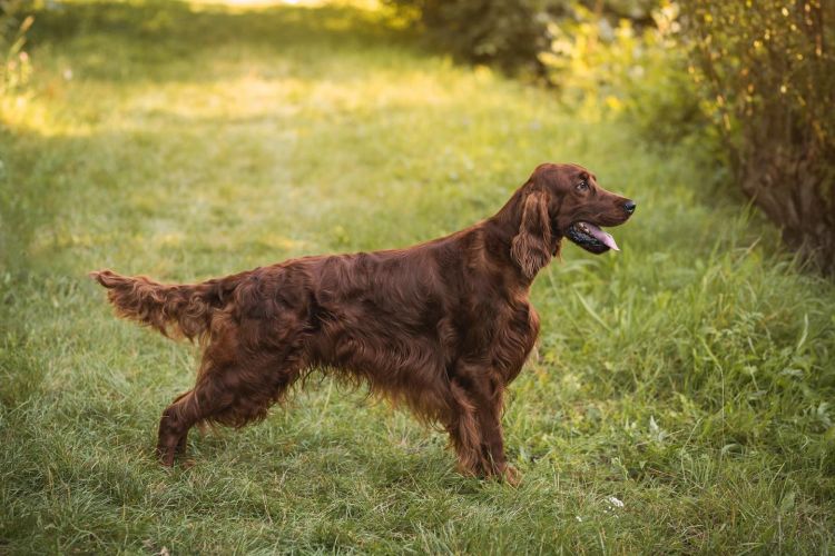 Damien DAISY RAIN Irish Red Setter
