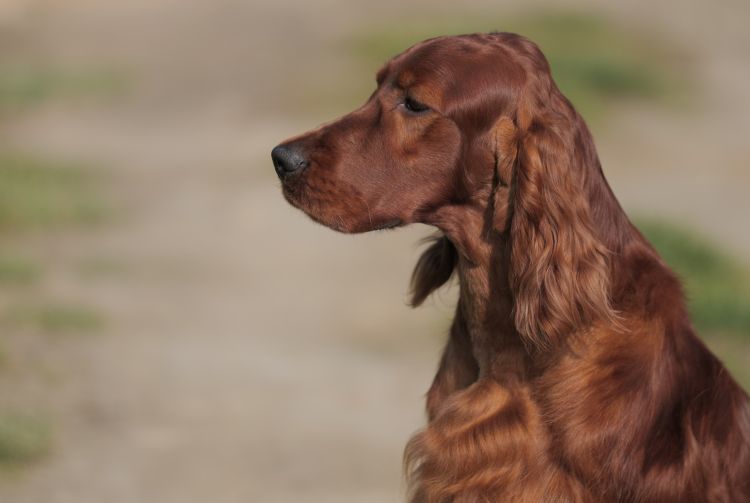 Damien DAISY RAIN Irish Red Setter